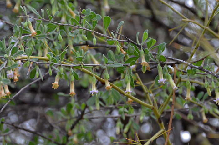 Arizona Desert-thorn is rare in the United States where it is found only in Arizona. This species grows in elevation from 1,000 to 4,600 feet. Lycium exsertum 